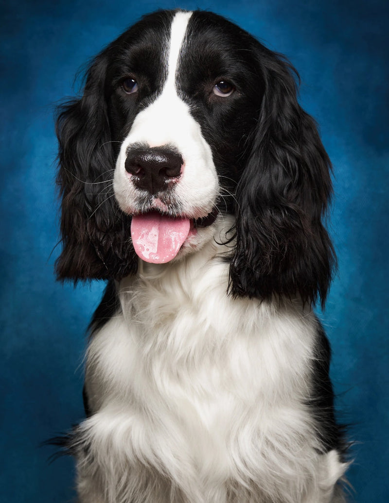 Custom Pet Vintage Yearbook Portrait | Museum-Grade Photo Print