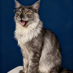 Custom Pet Vintage Yearbook Portrait | Museum-Grade Photo Print - 7