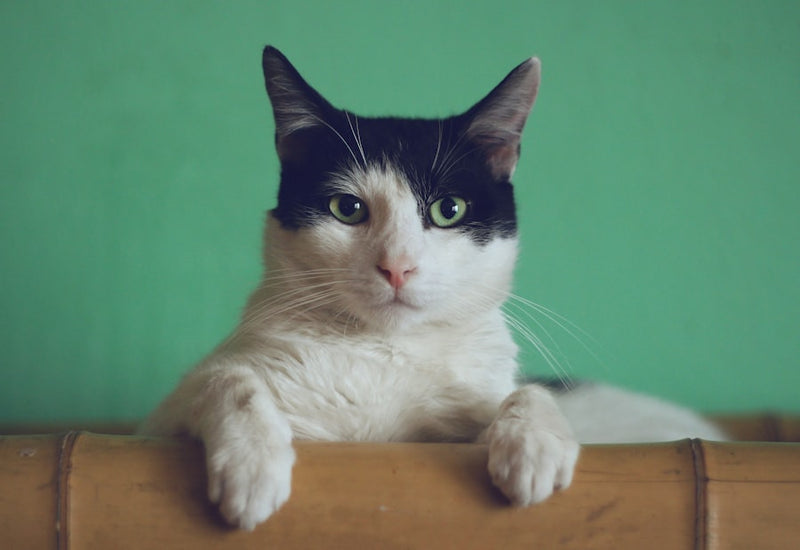 Feline Only Box