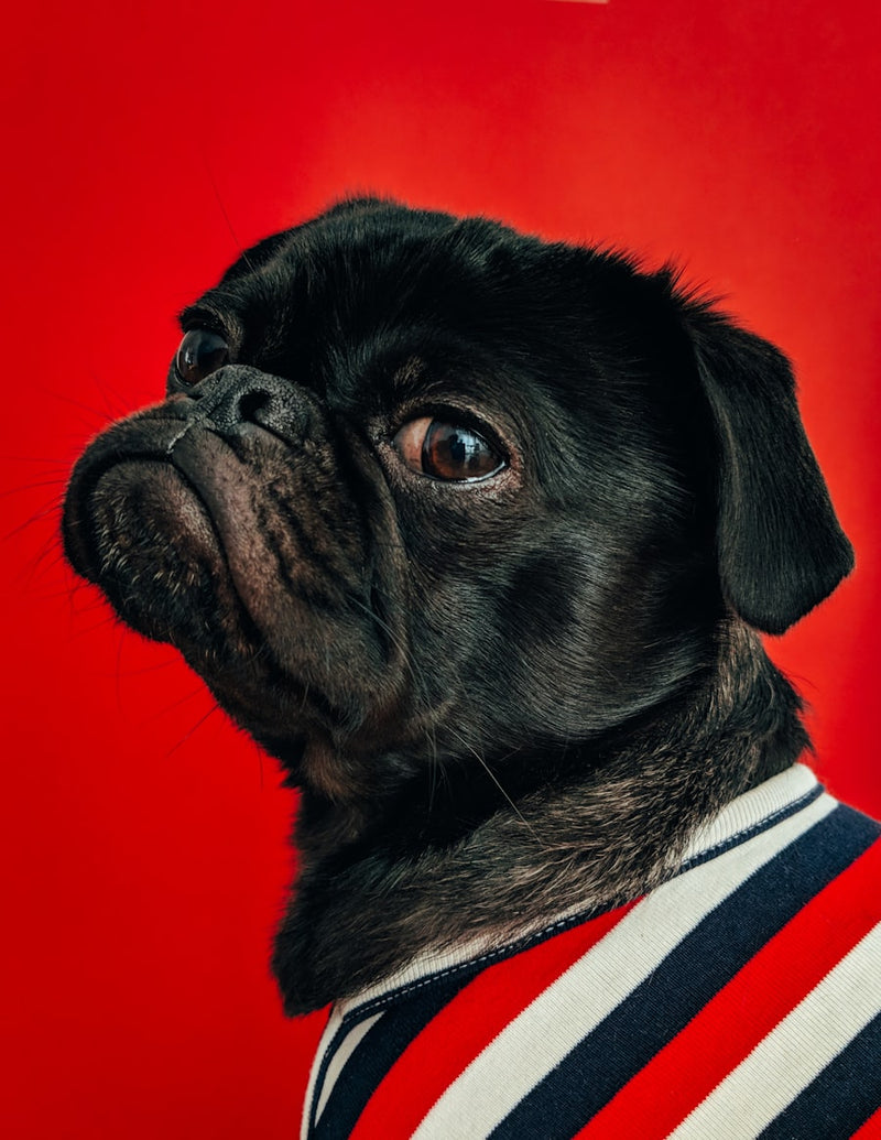 Pop Paws Portrait