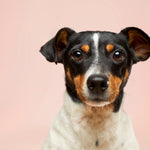 Cyber Paws Neon Portrait - 2