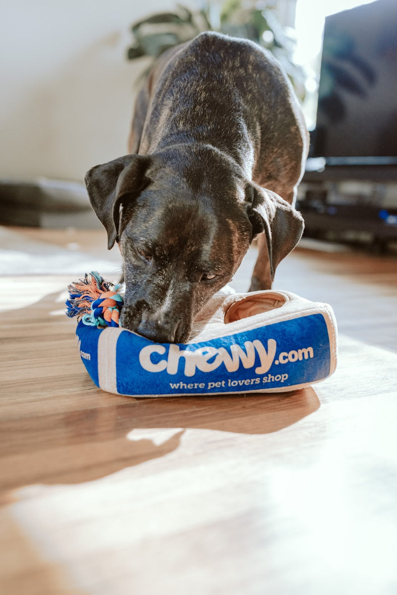 Canine Only Box